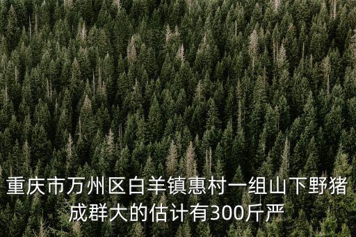 重慶市萬州區(qū)白羊鎮(zhèn)惠村一組山下野豬成群大的估計有300斤嚴