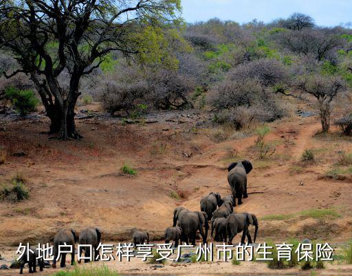 廣州的生育險(xiǎn)政策，外地戶口怎樣享受廣州市的生育保險(xiǎn)