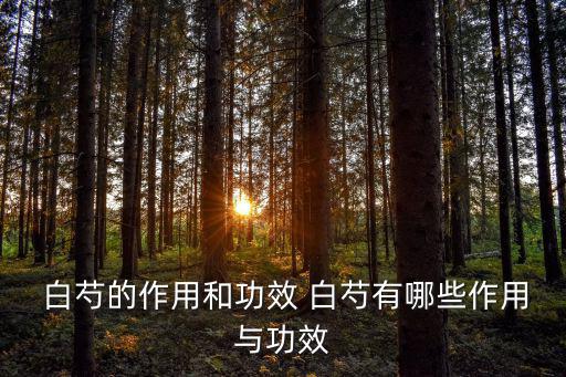  白芍的作用和功效 白芍有哪些作用與功效
