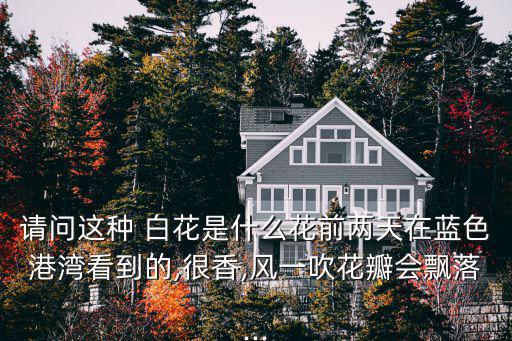 請問這種 白花是什么花前兩天在藍(lán)色港灣看到的,很香,風(fēng)一吹花瓣會飄落...