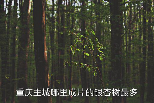 重慶主城哪里成片的銀杏樹最多