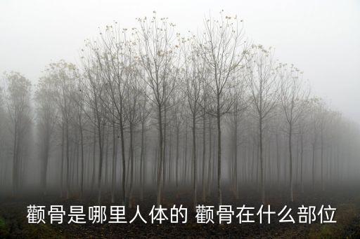  顴骨是哪里人體的 顴骨在什么部位