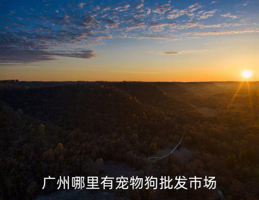 廣州哪里有寵物狗批發(fā)市場