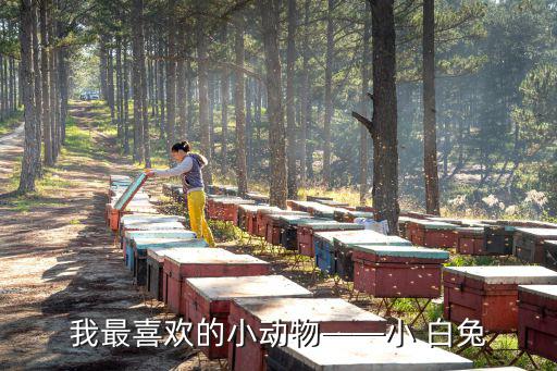 我最喜歡的小動物——小 白兔