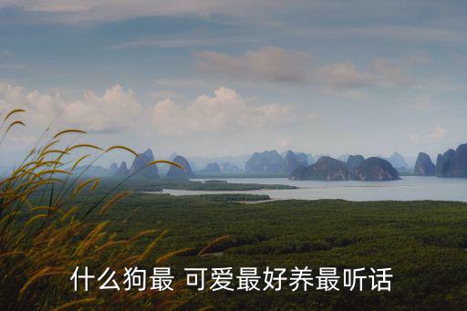 什么狗最 可愛最好養最聽話