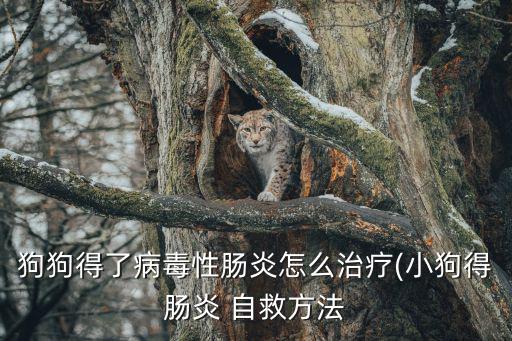 狗狗得了病毒性腸炎怎么治療(小狗得腸炎 自救方法