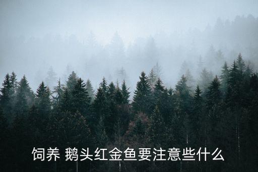 鵝頭紅,養殖鵝頭紅金魚注意事項:一般不會傷人