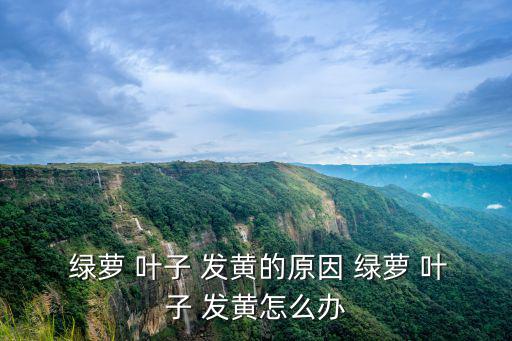 綠蘿 葉子 發(fā)黃的原因 綠蘿 葉子 發(fā)黃怎么辦