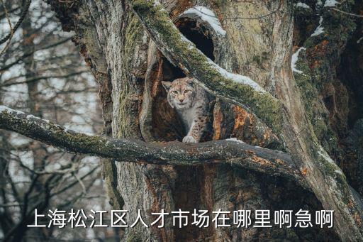 上海松江區人才市場在哪里啊急啊