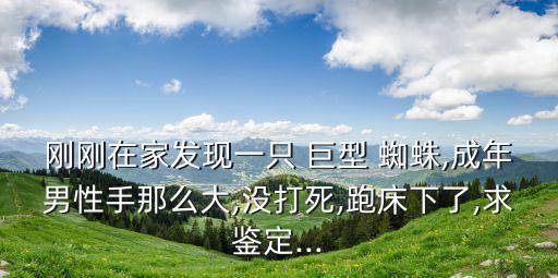 剛剛在家發現一只 巨型 蜘蛛,成年男性手那么大,沒打死,跑床下了,求鑒定...