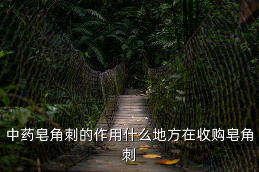 中藥皂角刺的作用什么地方在收購皂角刺