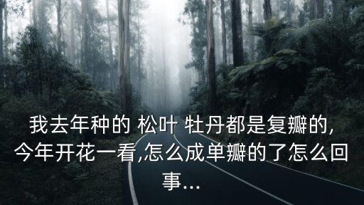 我去年種的 松葉 牡丹都是復(fù)瓣的,今年開花一看,怎么成單瓣的了怎么回事...