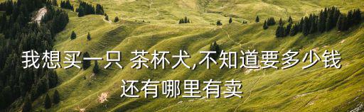 茶杯犬多少錢,茶杯狗難養容易死建議買六個月