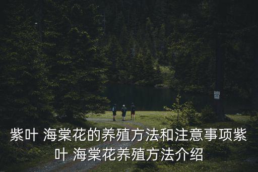 葉海棠,紫葉海棠養殖注意事項