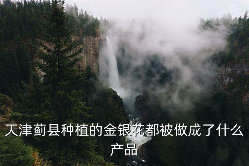 天津薊縣種植的金銀花都被做成了什么產品