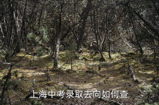上海中考錄取去向如何查