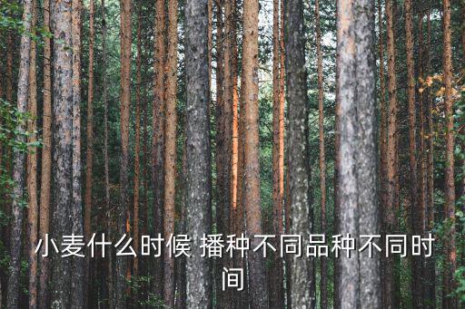  小麥什么時候 播種不同品種不同時間