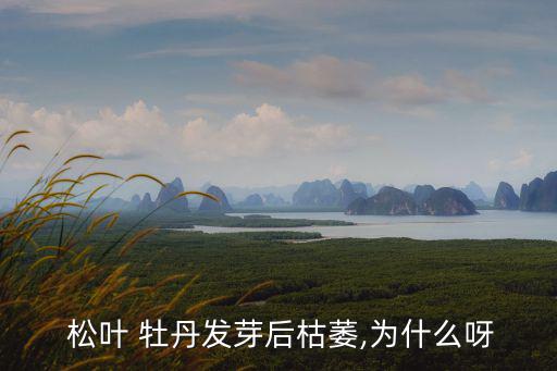 松葉牡丹,我國股市下跌后回彈