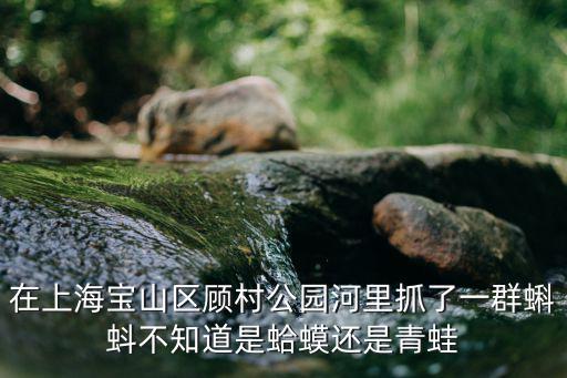 在上海寶山區顧村公園河里抓了一群蝌蚪不知道是蛤蟆還是青蛙