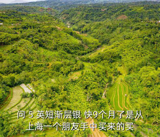 問 5 英短漸層銀 快9個(gè)月了是從上海一個(gè)朋友手中買來的買