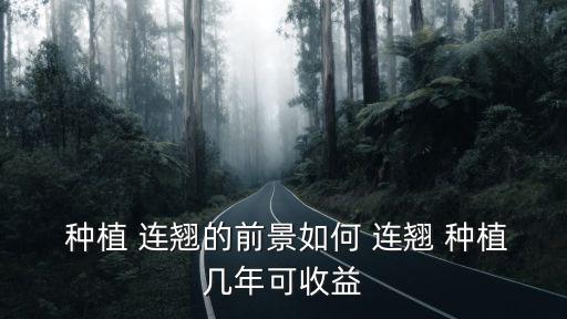 連翹種植,連翹need種植2-3年后才會盈利