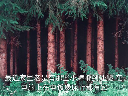最近家里老是有那些小蟑螂到處爬 在電腦上在電飯煲床上都有它