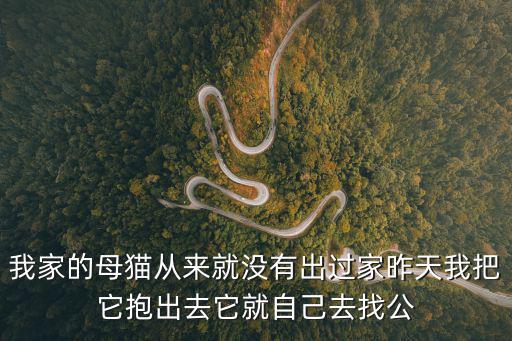 廣州找公貓配種，我家的母貓從來就沒有出過家昨天我把它抱出去它就自己去找公