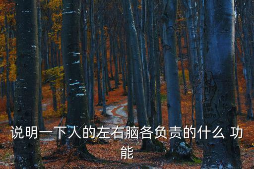 左右腦的功能,左右半球的功能有何差別?