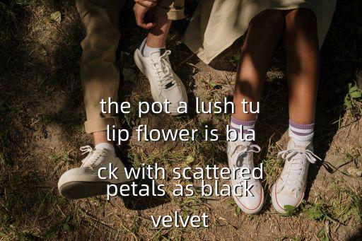 廣州speedkjs絲絨，the pot a lush tulip flower is black with scattered petals as black velvet