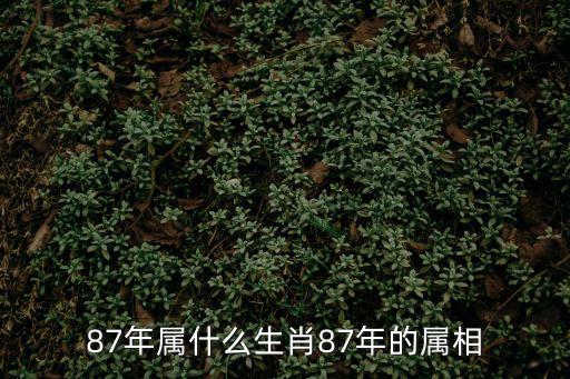 87年屬什么生肖87年的屬相