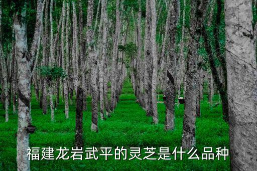 天津市高平武平武，福建龍巖武平的靈芝是什么品種