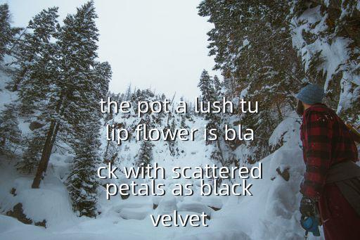 the pot a lush tulip flower is black with scattered petals as black velvet