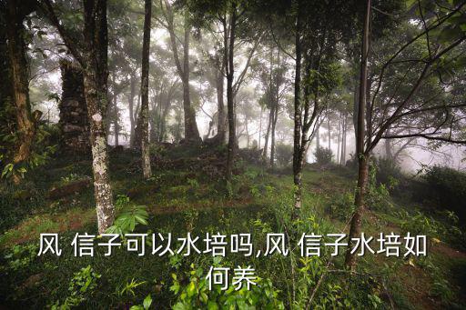 風 信子可以水培嗎,風 信子水培如何養