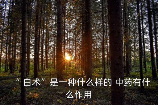 “ 白術(shù)”是一種什么樣的 中藥有什么作用