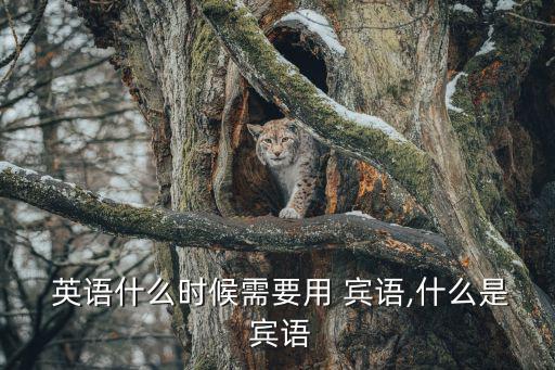  英語什么時候需要用 賓語,什么是 賓語