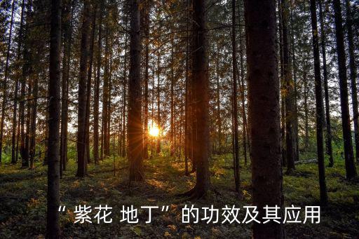 紫花地丁的作用,紫花地丁可治療婦女乳腺炎和骨痛風