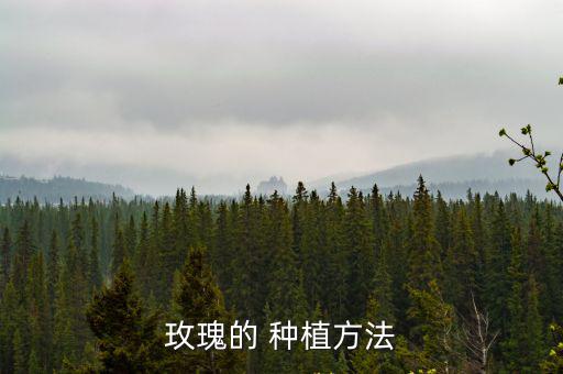 玫瑰的 種植方法