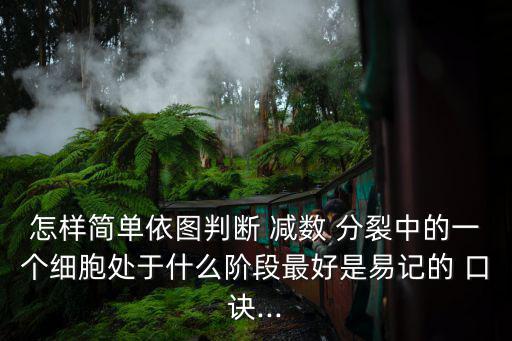 減數(shù)分裂口訣,染色體復(fù)制一次細(xì)胞連續(xù)分裂兩次