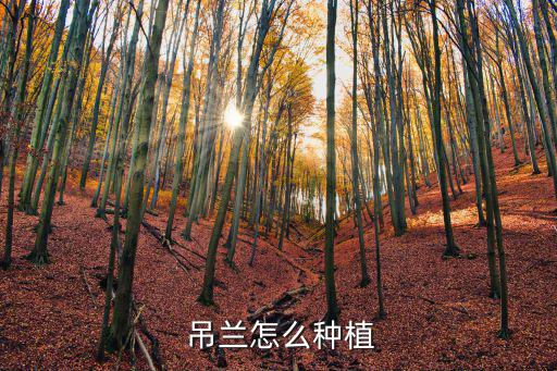 吊蘭的栽培方法,吊蘭一般2-3年換一次盆栽