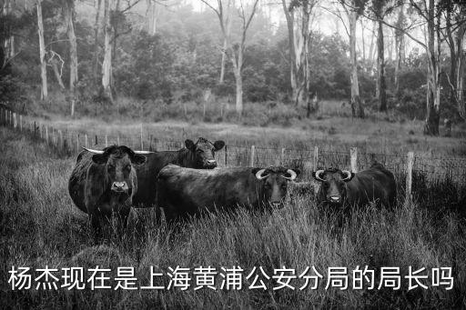 楊杰現在是上海黃浦公安分局的局長嗎