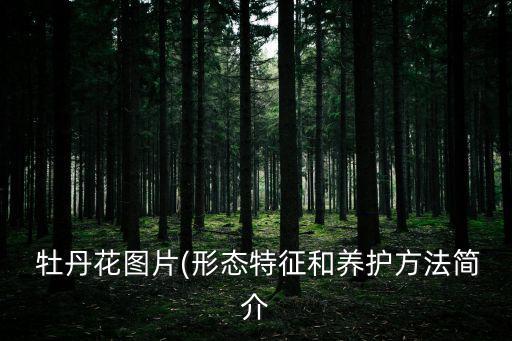  牡丹花圖片(形態(tài)特征和養(yǎng)護(hù)方法簡介