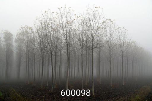 600098