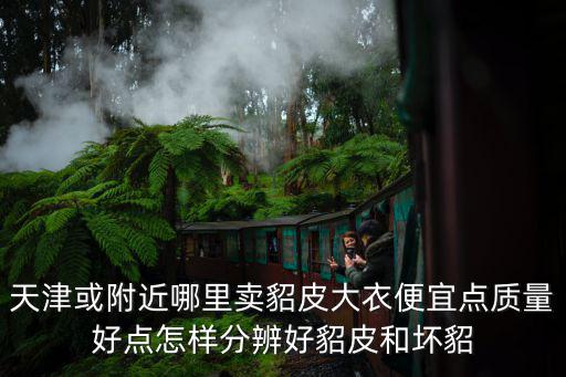 天津或附近哪里賣貂皮大衣便宜點質量好點怎樣分辨好貂皮和壞貂