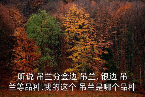 銀邊吊蘭,金邊銀邊吊蘭別名:金邊蘭花和銀邊草
