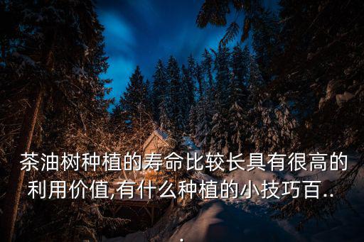 茶油樹,春夏秋冬四季可砍油菜種植密度適宜3.3畝