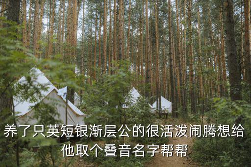 養(yǎng)了只英短銀漸層公的很活潑鬧騰想給他取個疊音名字幫幫