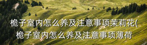  桅子室內怎么養及注意事項茉莉花( 桅子室內怎么養及注意事項薄荷