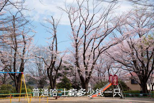 普通哈 士奇多少錢一只