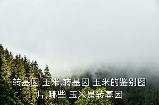 轉(zhuǎn)基因 玉米,轉(zhuǎn)基因 玉米的鑒別圖片,哪些 玉米是轉(zhuǎn)基因