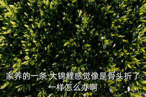 家養(yǎng)的一條 大錦鯉感覺像是骨頭折了一樣怎么辦啊